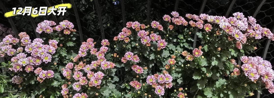菊花扦插如何选择方法和时期？有哪些技巧？