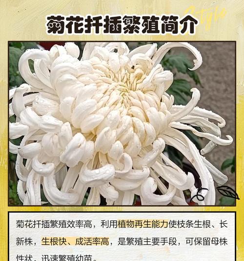 菊花扦插如何选择方法和时期？有哪些技巧？