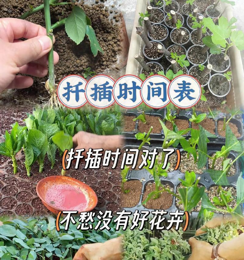 菊花扦插如何选择方法和时期？有哪些技巧？