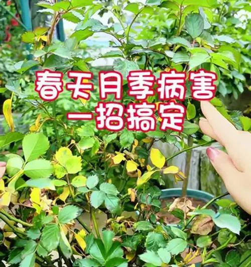 月季花黄叶如何解决？有哪些有效的解决方法？