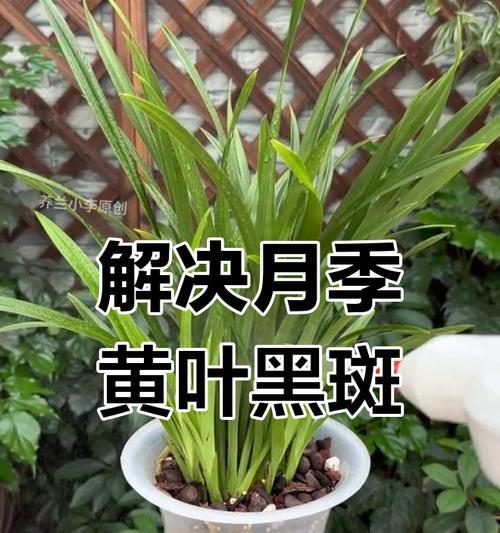月季花黄叶如何解决？有哪些有效的解决方法？