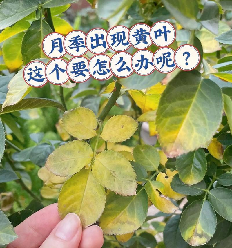 月季花黄叶如何解决？有哪些有效的解决方法？