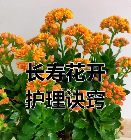 长寿花四季开花如何养护？有哪些养护秘籍？
