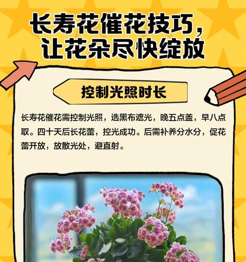 长寿花四季开花如何养护？有哪些养护秘籍？