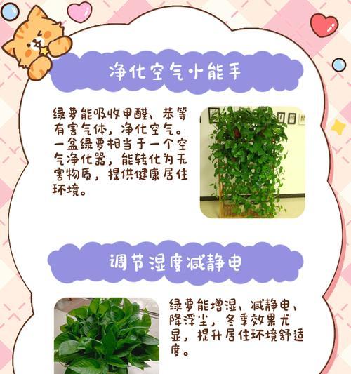 绿萝如何养护？有哪些养护秘籍？