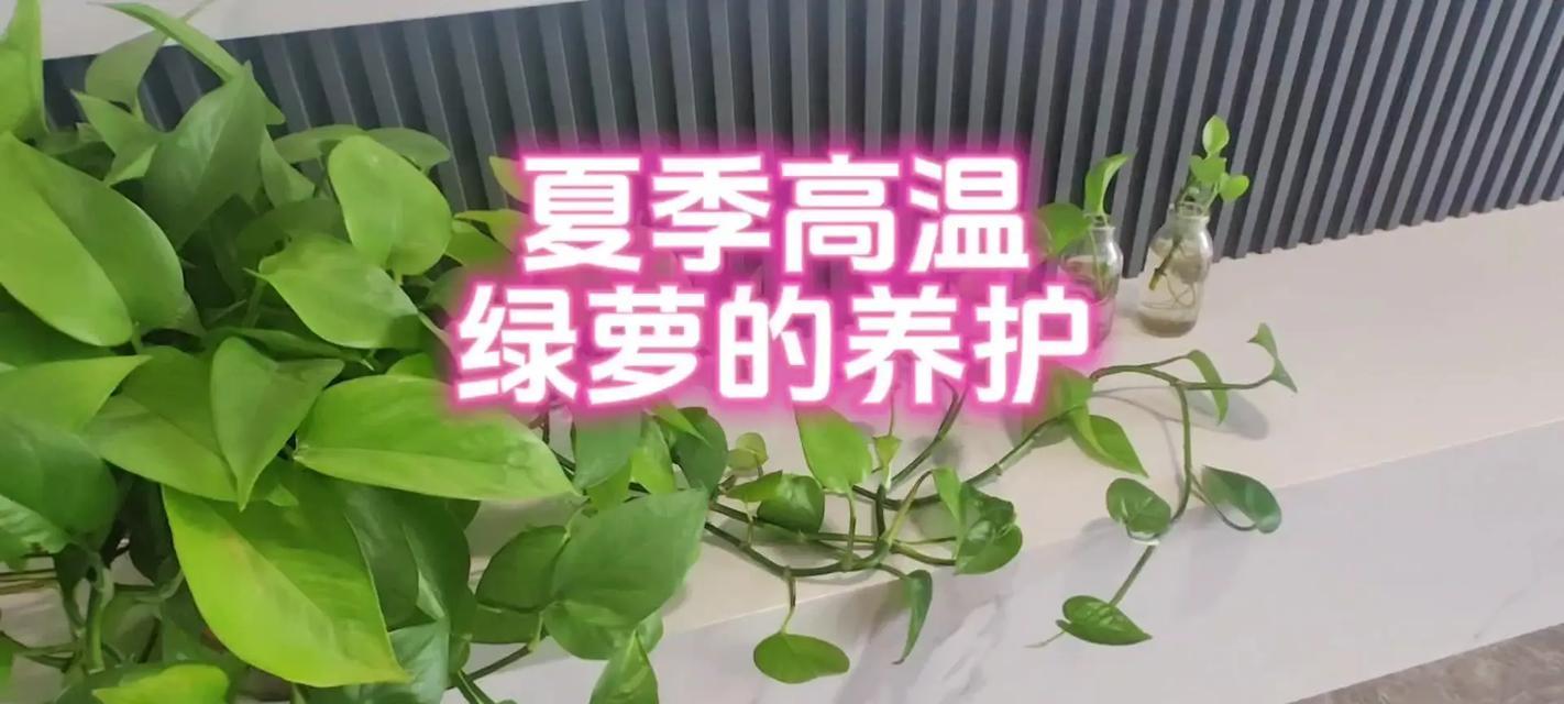 绿萝如何养护？有哪些养护秘籍？