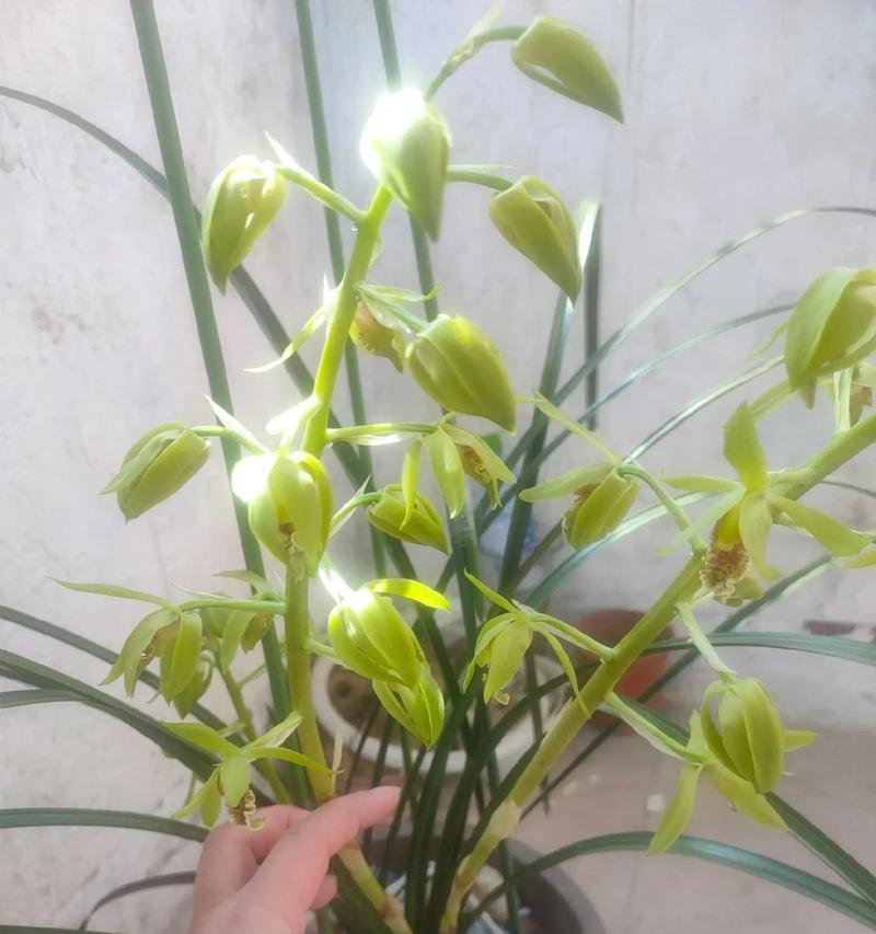 惠兰花盆栽如何养护？有哪些常见的养护技巧？