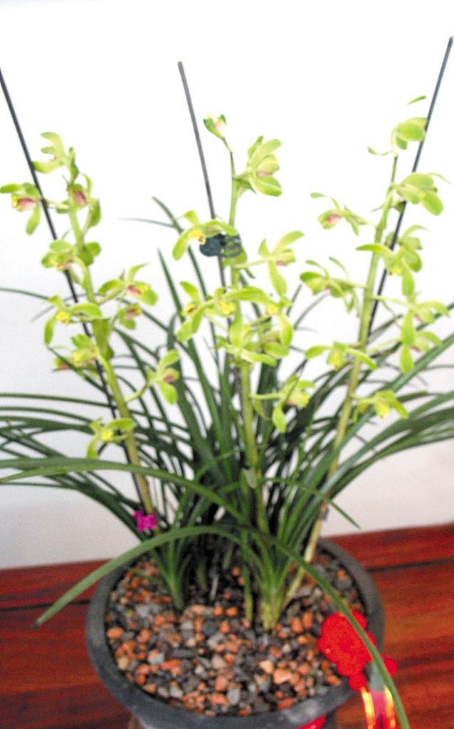 惠兰花盆栽如何养护？有哪些常见的养护技巧？