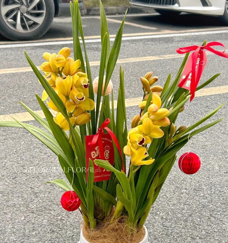 惠兰花盆栽如何养护？有哪些常见的养护技巧？