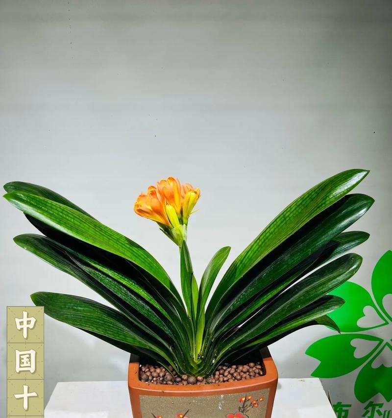 君子兰如何养护？有哪些养护详解？