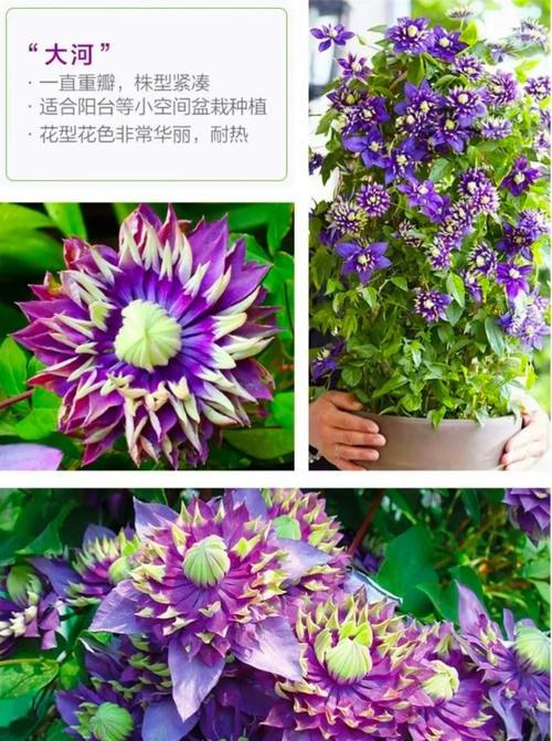 铁线莲的自然魅力与诗意之美是什么？