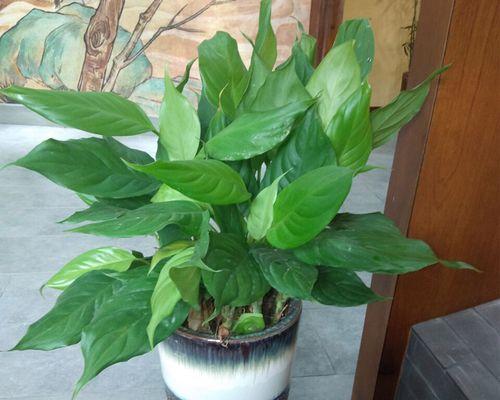 客厅适合种植哪些观叶植物？