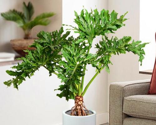 客厅适合种植哪些观叶植物？
