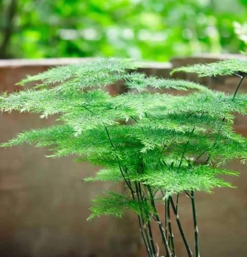 客厅适合种植哪些观叶植物？