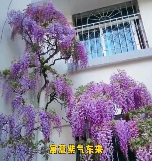 紫藤开花啦~!紫藤开花有什么特别之处？