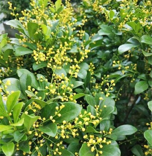 米兰花香气四溢？四季开花轻松养的秘诀是什么？