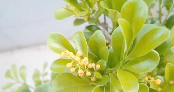 米兰花香气四溢？四季开花轻松养的秘诀是什么？