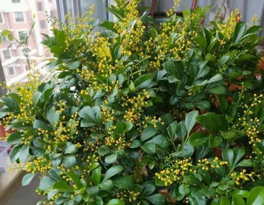 米兰花香气四溢？四季开花轻松养的秘诀是什么？