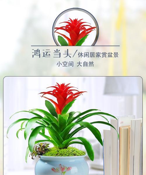 年宵花卉鸿运当头？如何挑选和养护？