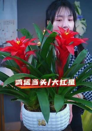 年宵花卉鸿运当头？如何挑选和养护？