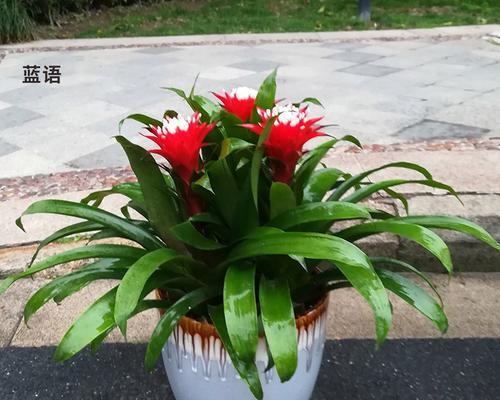 年宵花卉鸿运当头？如何挑选和养护？