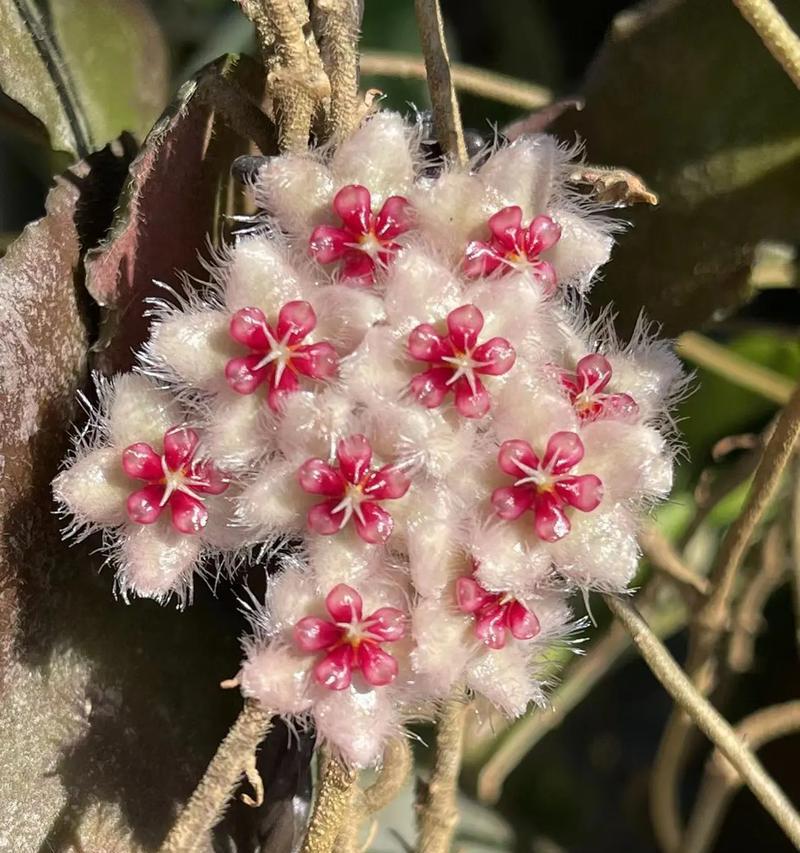 观音莲养护指南？开花罕见吗？隐藏的小惊喜是什么？