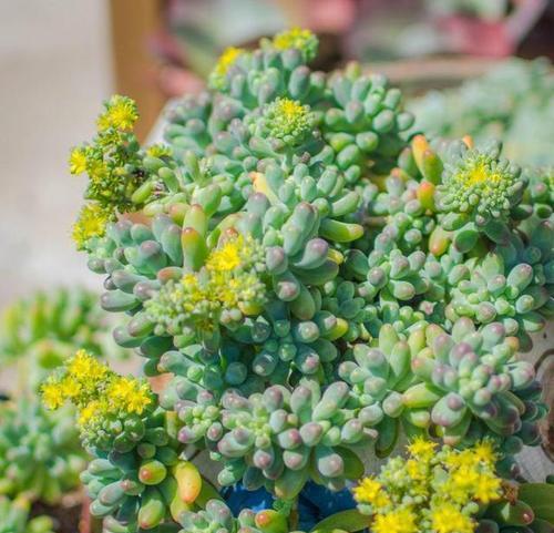 观音莲养护指南？开花罕见吗？隐藏的小惊喜是什么？