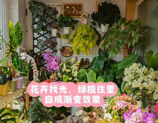 苔藓苗细弱东倒西歪？封闭阳台养护指南是什么？