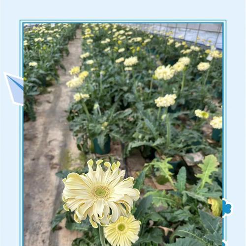 非洲菊养护技巧？避免阳光直射如何保鲜？