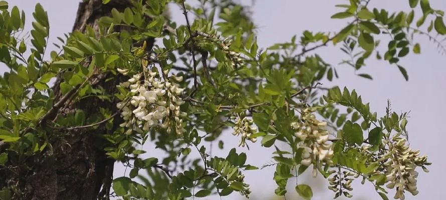 槐花几月份开始开花？花期与养护全攻略是什么？