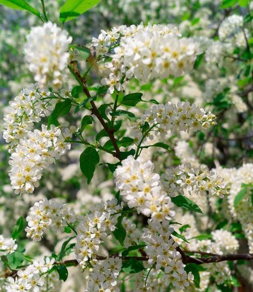 槐花几月份开始开花？花期与养护全攻略是什么？