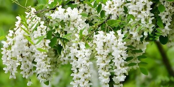 槐花几月份开始开花？花期与养护全攻略是什么？