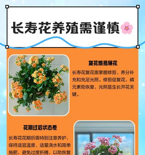 养护君长寿花诀窍？做对几件事叶肥花美长势旺？