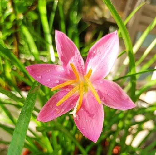 这7种花沾土就活？趁着5月多种一些开花太美了？