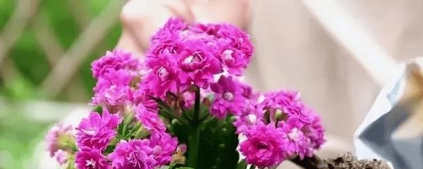 这7种花沾土就活？趁着5月多种一些开花太美了？