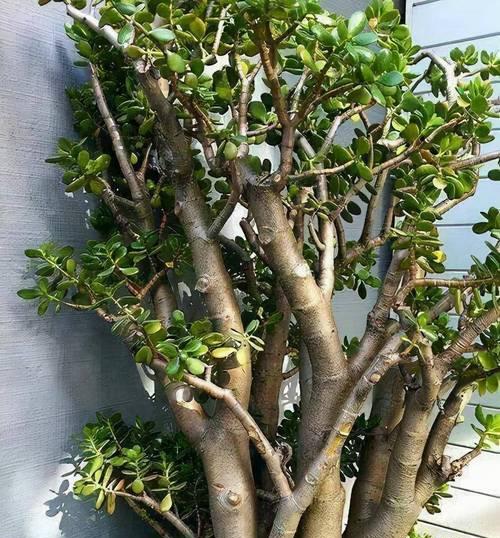 玉树养护攻略？如何打造茁壮老桩？