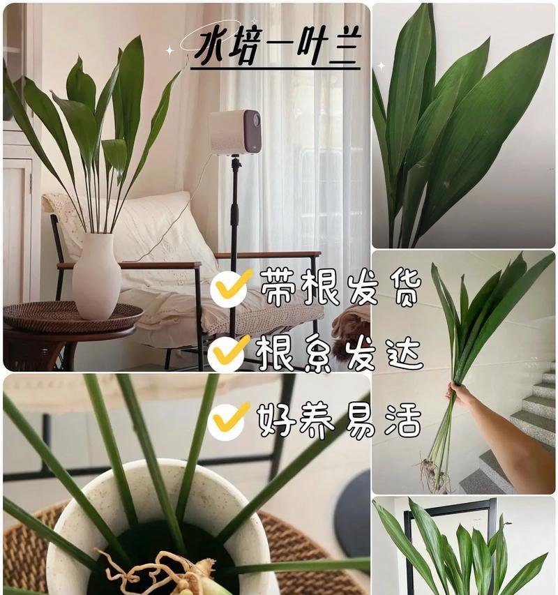 一叶兰怎么过冬天？冬季养护要点是什么？