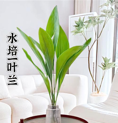 一叶兰怎么过冬天？冬季养护要点是什么？