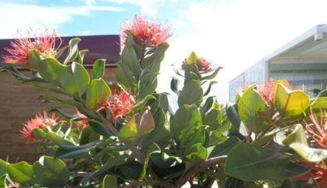 含笑为何不开花？可能是细叶榕或养护不当吗？