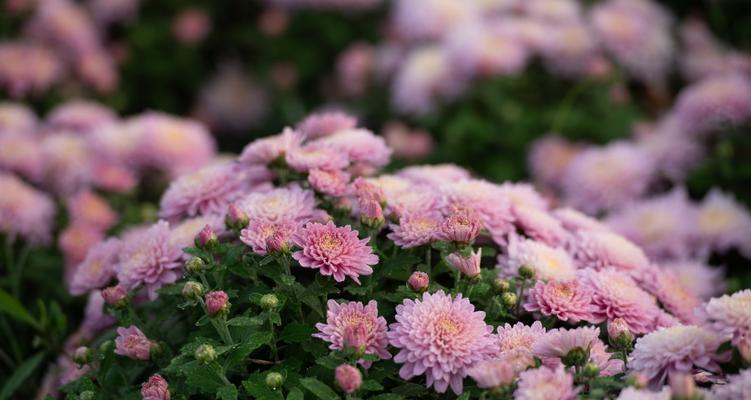雏菊与杭菊有何关系？揭开这两种菊花的谜团？