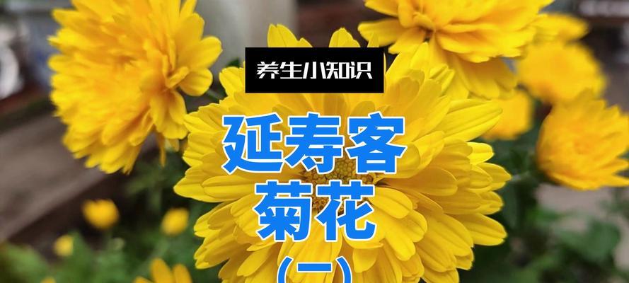 雏菊与杭菊有何关系？揭开这两种菊花的谜团？