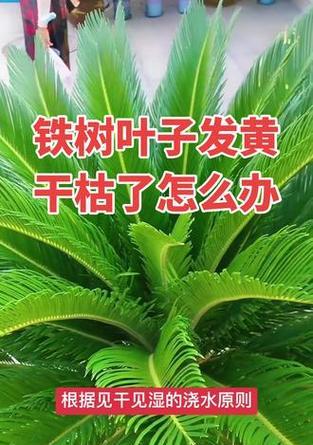 铁树黄叶子原因及解决方法是什么？