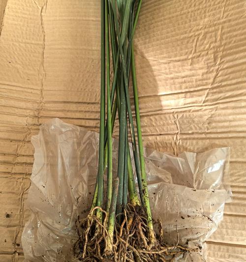 一叶兰会开花吗？养多久会开花？