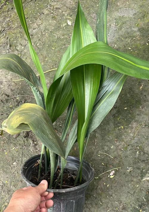 一叶兰会开花吗？养多久会开花？