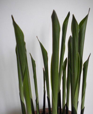 一叶兰会开花吗？养多久会开花？
