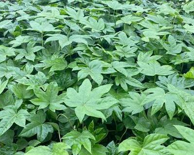 夏天可以种植八角金盘吗？需要注意什么？