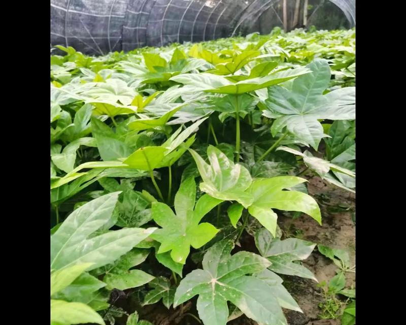 夏天可以种植八角金盘吗？需要注意什么？