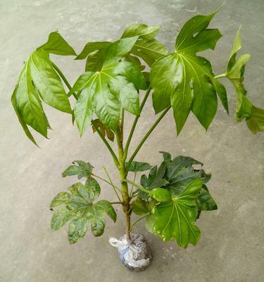 夏天可以种植八角金盘吗？需要注意什么？