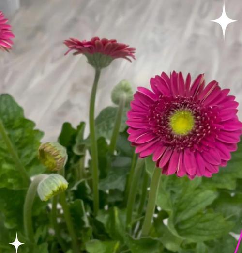 非洲菊养护技巧？瓶插保鲜有什么秘诀？