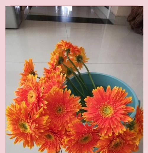 非洲菊养护技巧？瓶插保鲜有什么秘诀？